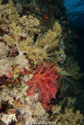 A Red Sea Wall  Scenic taken while diving from the Red Se... by David Gilchrist 